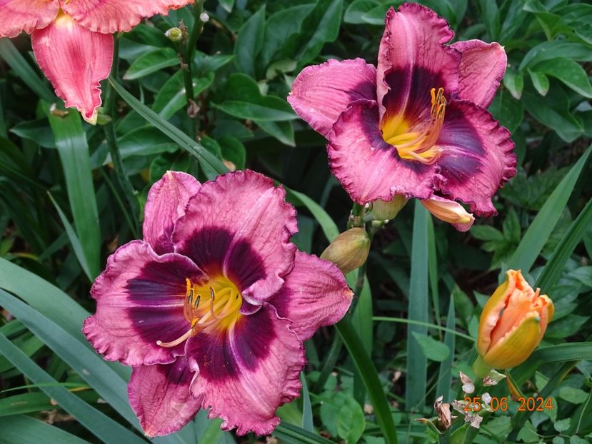  - Hemerocallis 2024