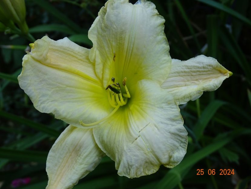  - Hemerocallis 2024