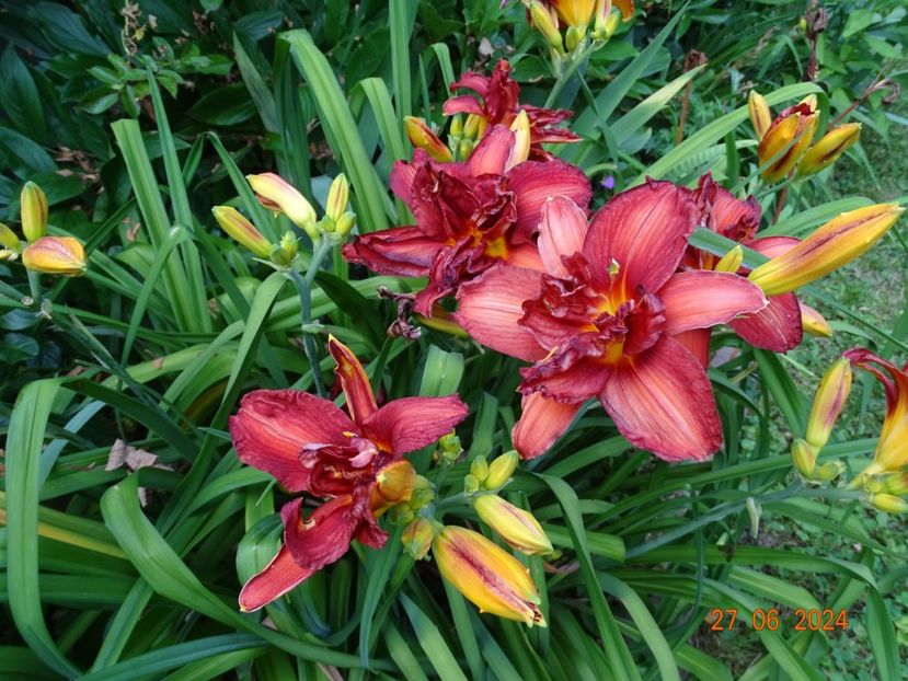  - Hemerocallis 2024