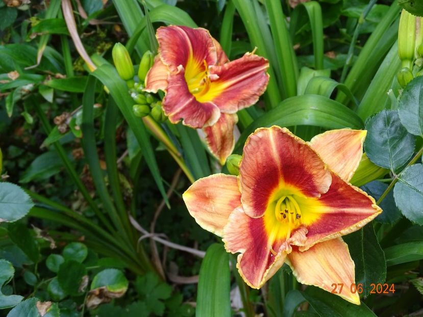  - Hemerocallis 2024