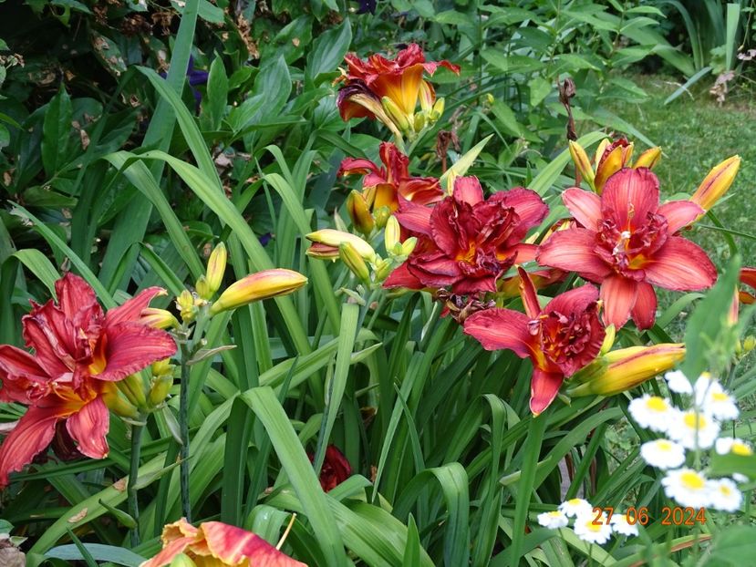  - Hemerocallis 2024