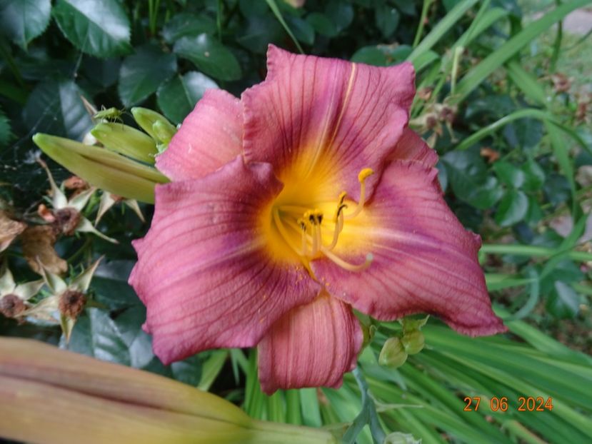  - Hemerocallis 2024