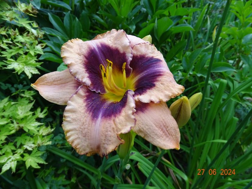  - Hemerocallis 2024