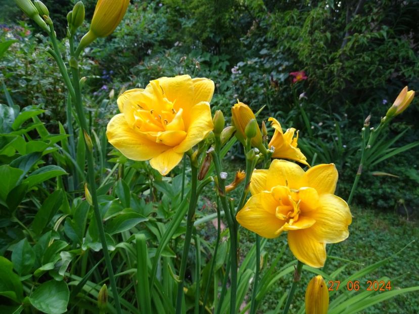  - Hemerocallis 2024