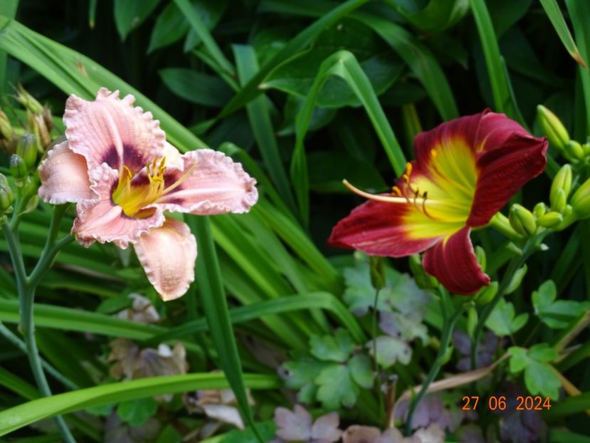  - Hemerocallis 2024
