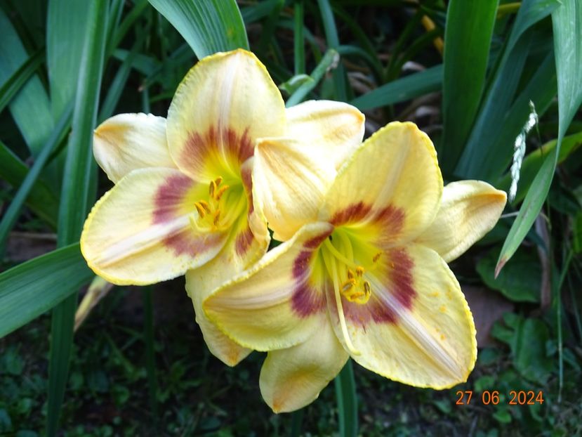  - Hemerocallis 2024