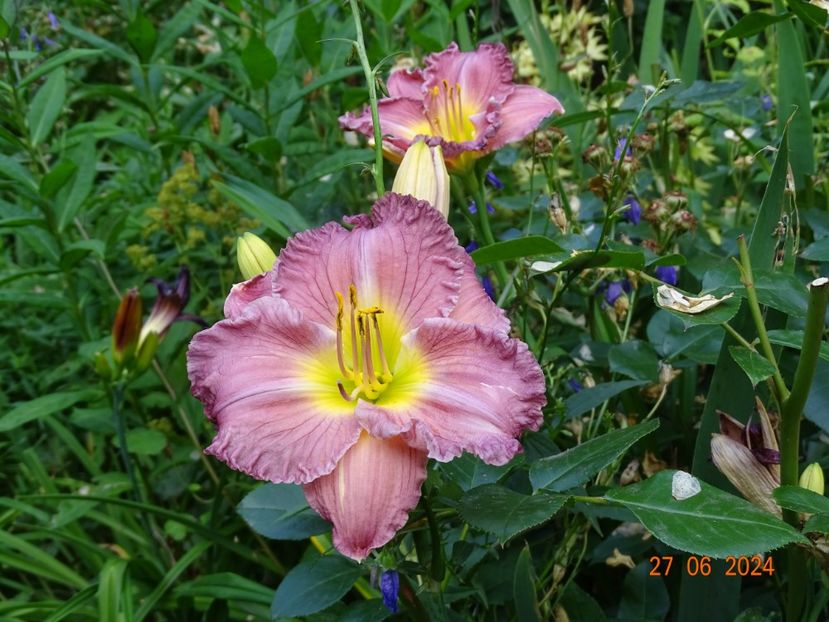  - Hemerocallis 2024