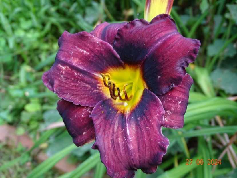  - Hemerocallis 2024