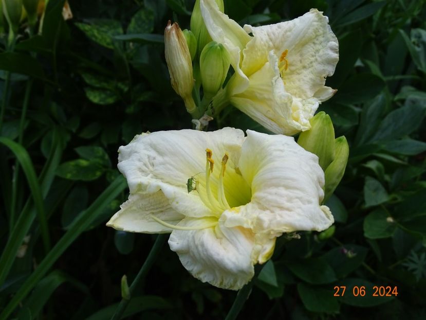  - Hemerocallis 2024