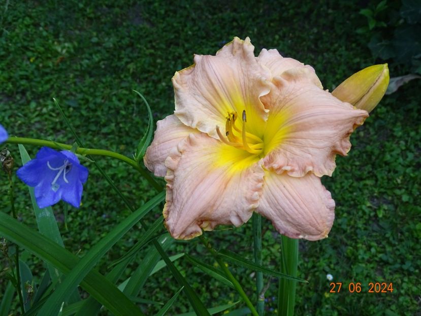  - Hemerocallis 2024