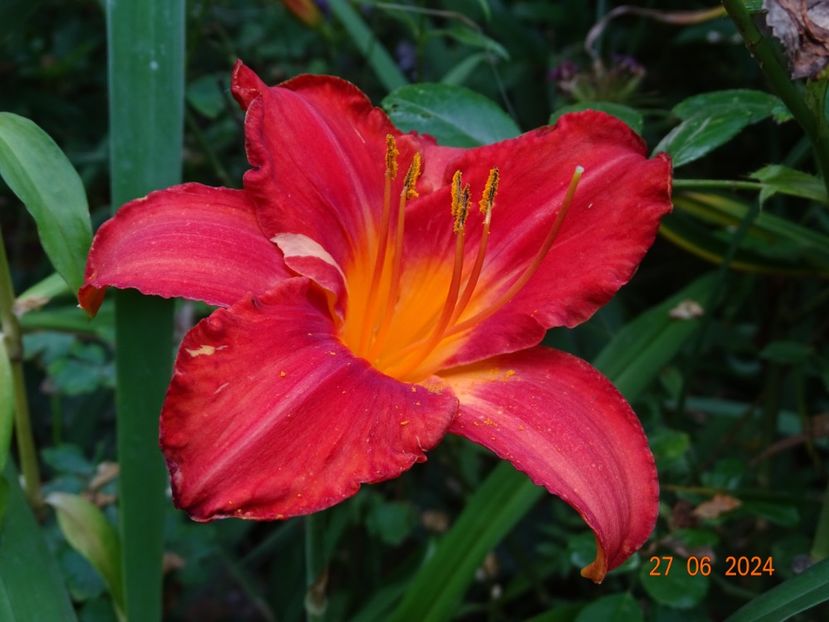  - Hemerocallis 2024
