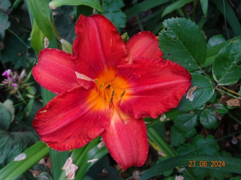  - Hemerocallis 2024