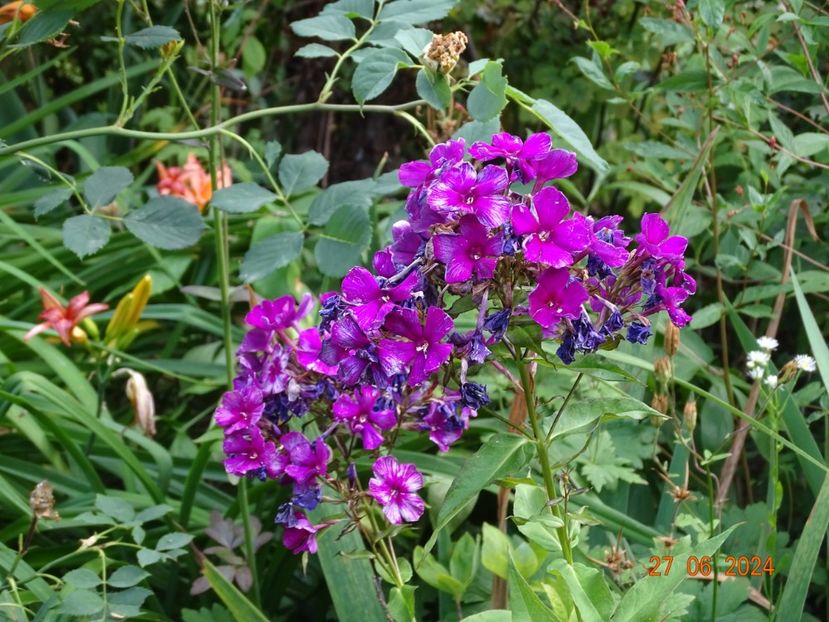  - Phlox 2024