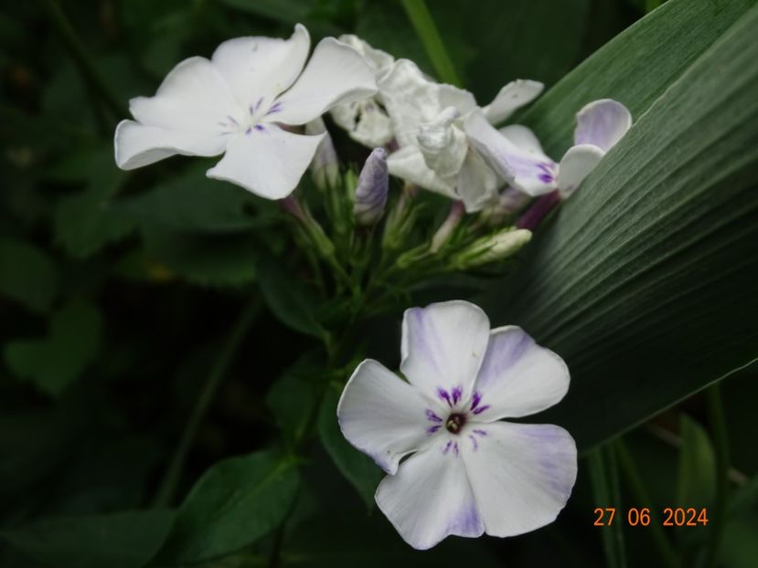  - Phlox 2024