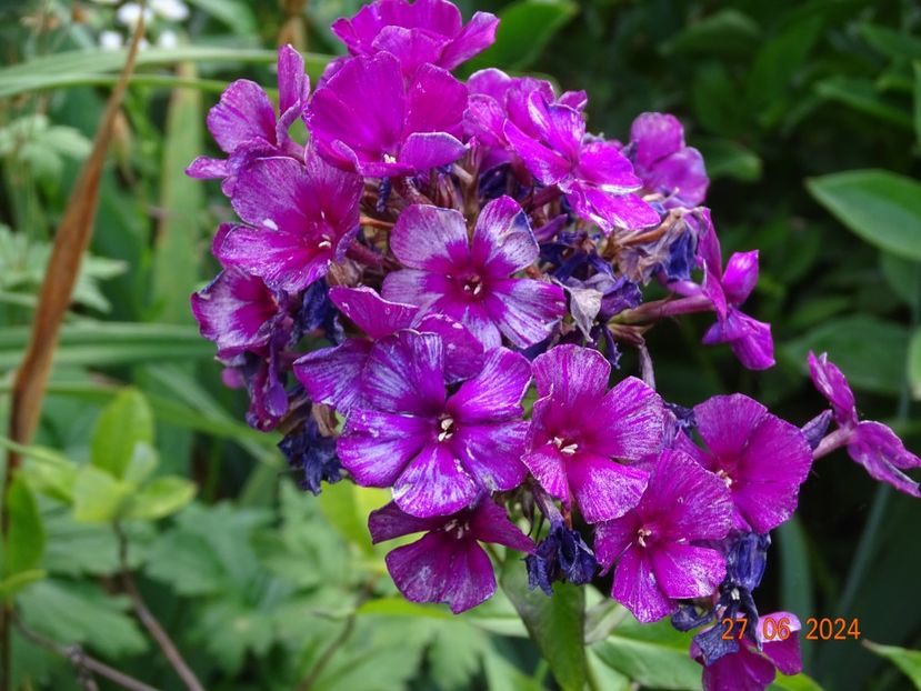  - Phlox 2024
