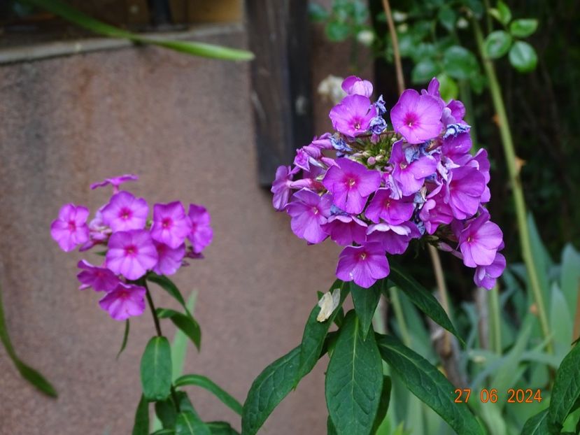  - Phlox 2024