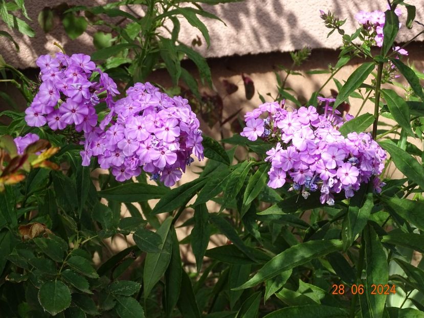  - Phlox 2024
