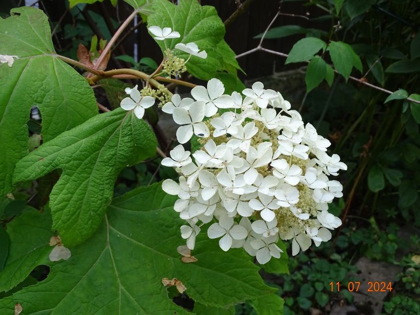  - Copacei si arbusti 2024