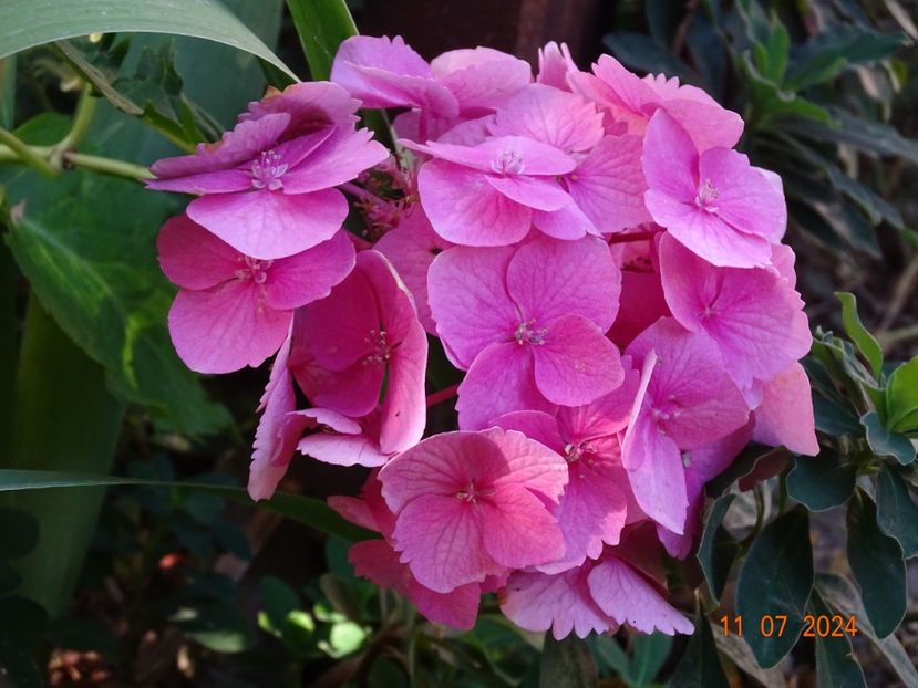  - Copacei si arbusti 2024