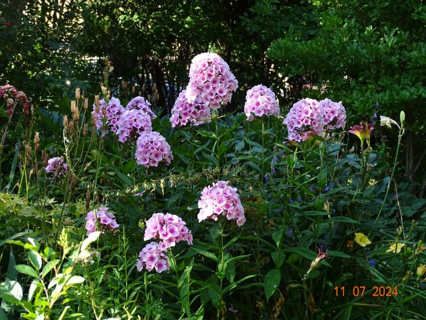  - Phlox 2024