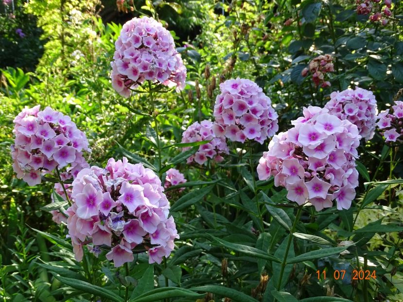  - Phlox 2024