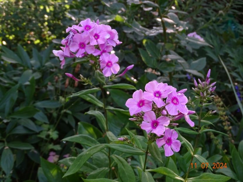  - Phlox 2024