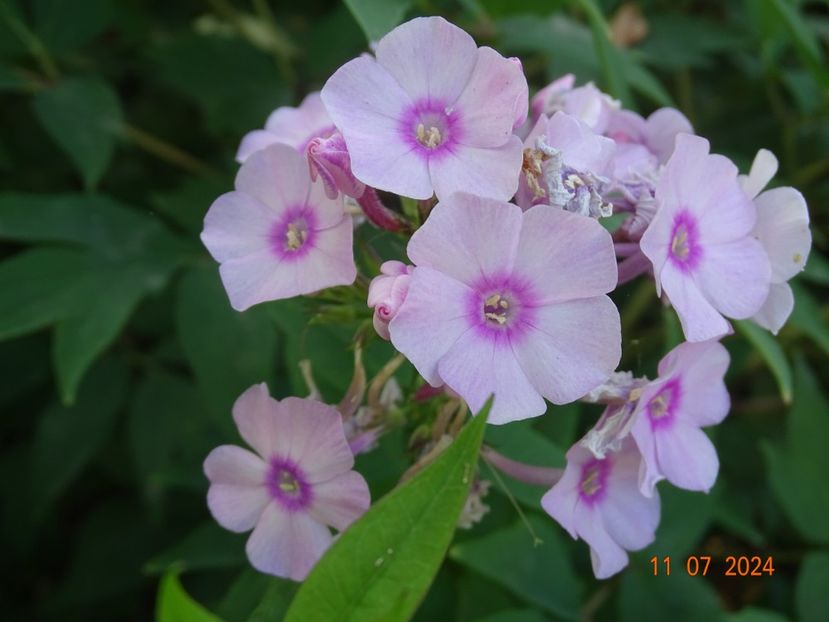  - Phlox 2024