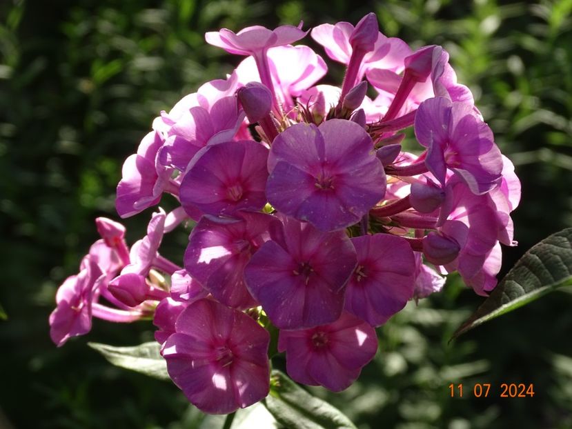  - Phlox 2024