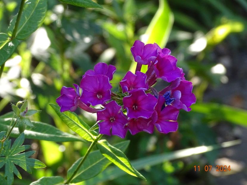  - Phlox 2024