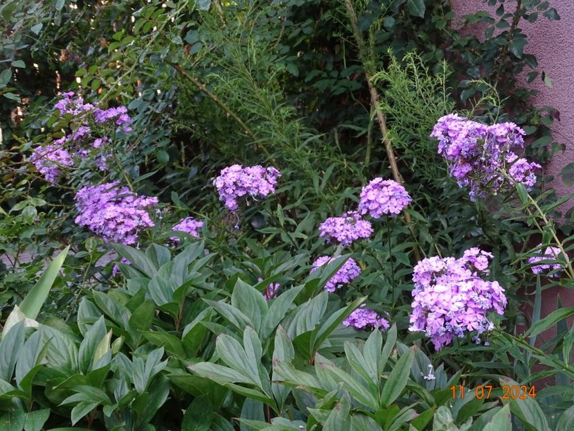  - Phlox 2024