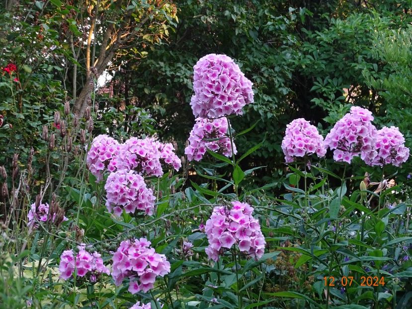  - Phlox 2024