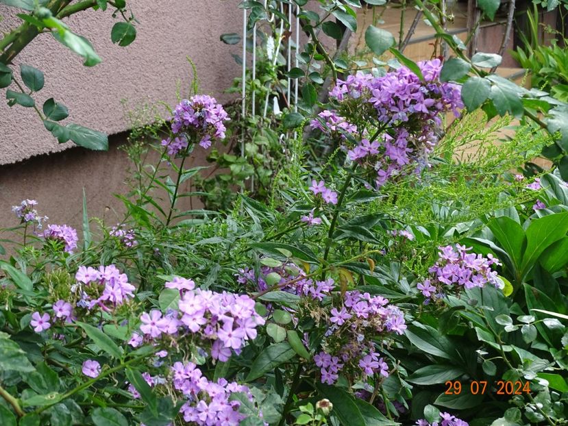 - Phlox 2024