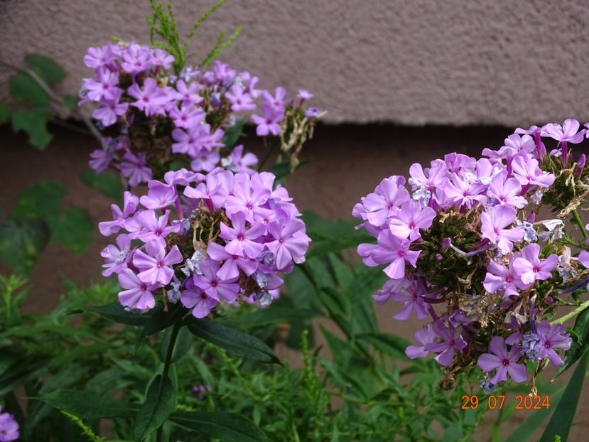  - Phlox 2024