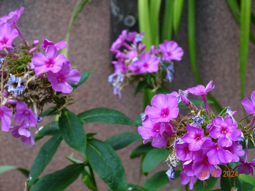  - Phlox 2024