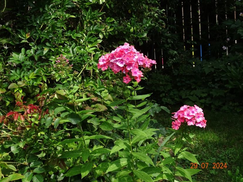  - Phlox 2024