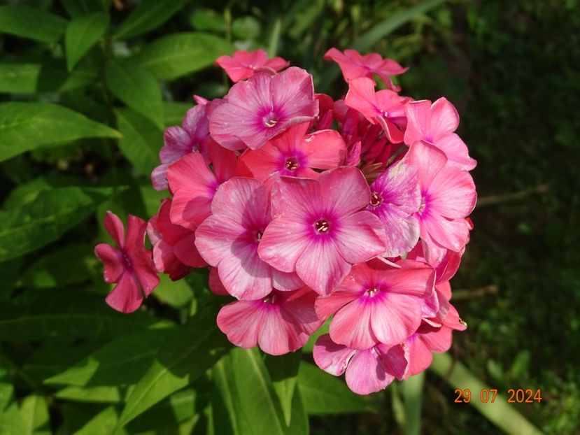  - Phlox 2024