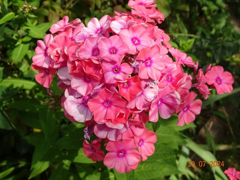  - Phlox 2024