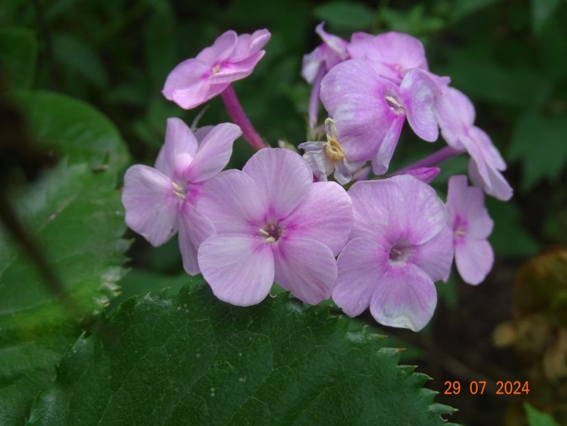  - Phlox 2024