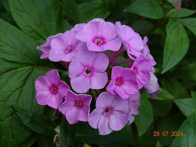  - Phlox 2024