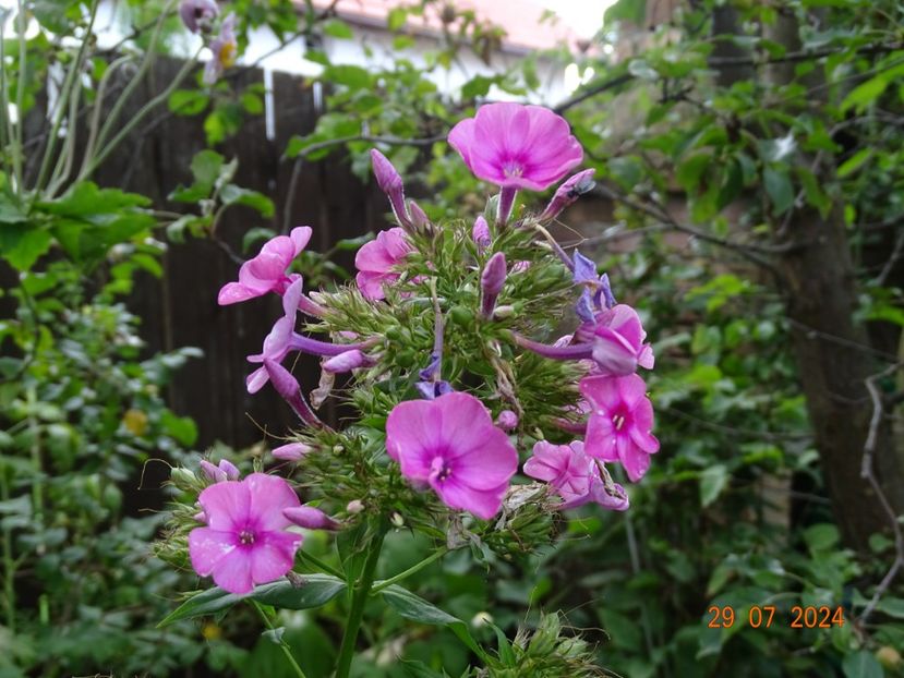  - Phlox 2024