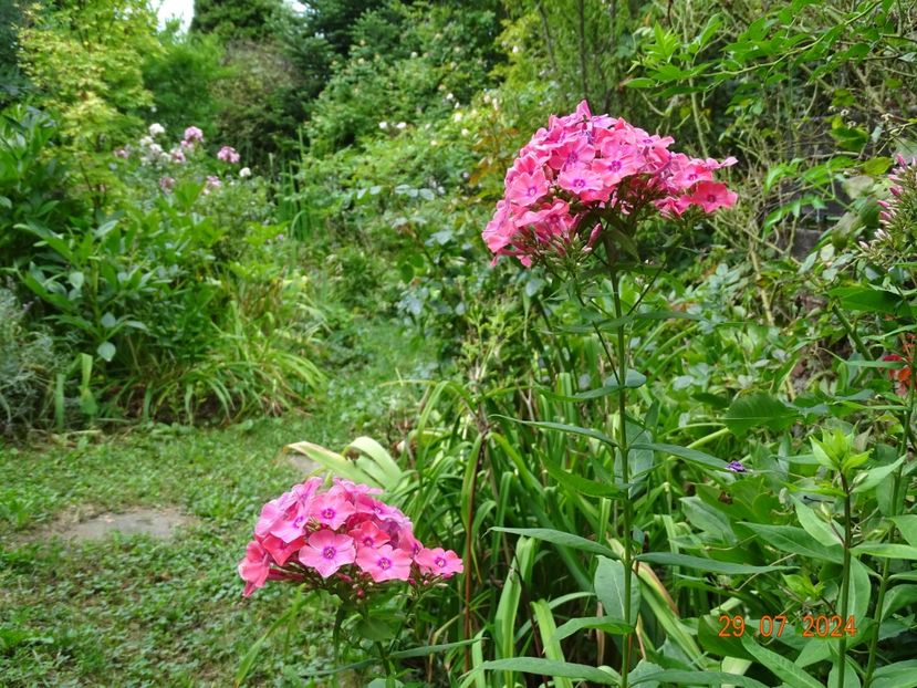  - Phlox 2024