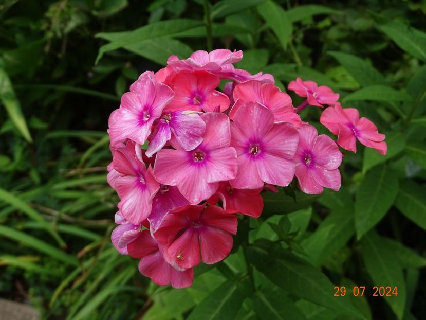  - Phlox 2024
