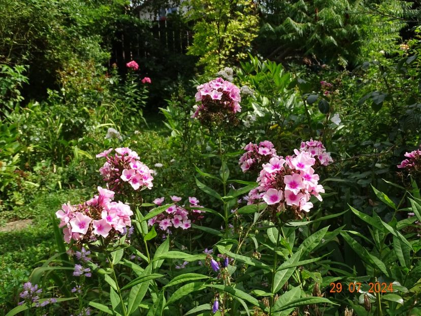  - Phlox 2024