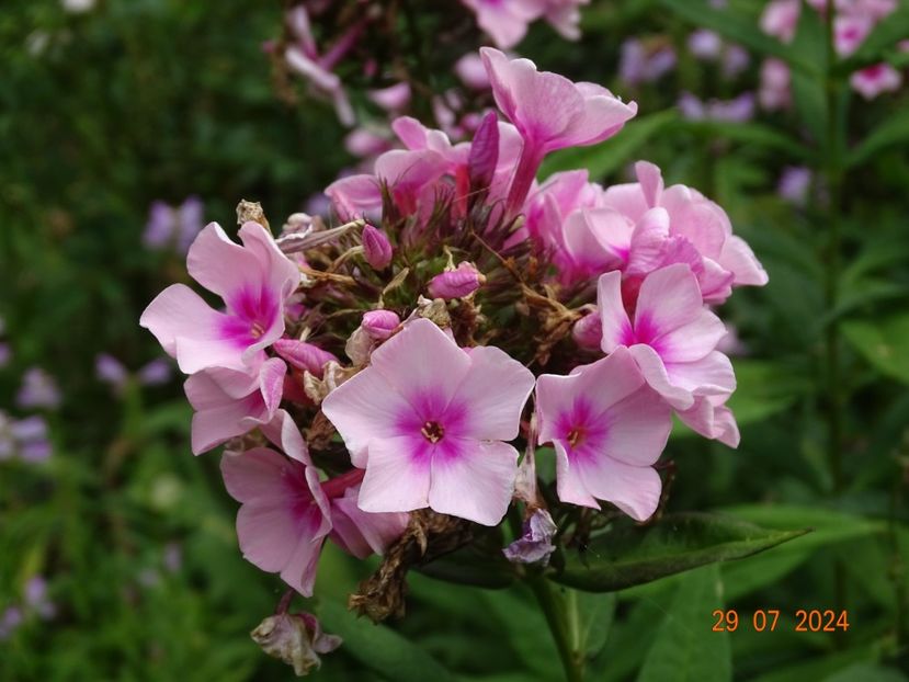  - Phlox 2024