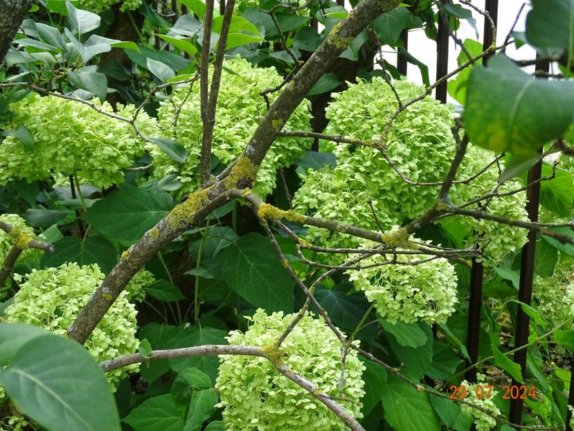  - Copacei si arbusti 2024