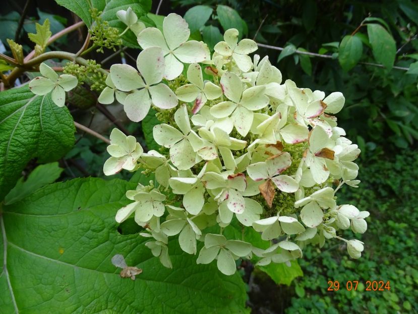  - Copacei si arbusti 2024