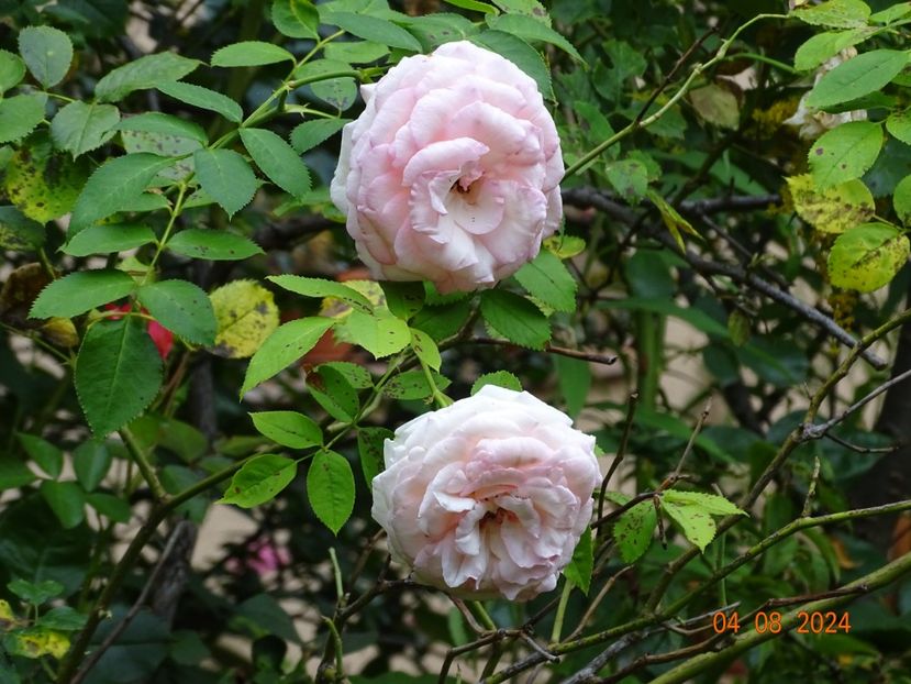  - Trandafiri 2024 C