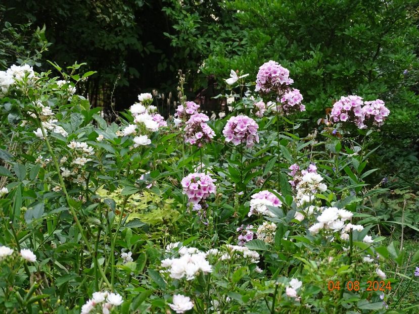  - Phlox 2024