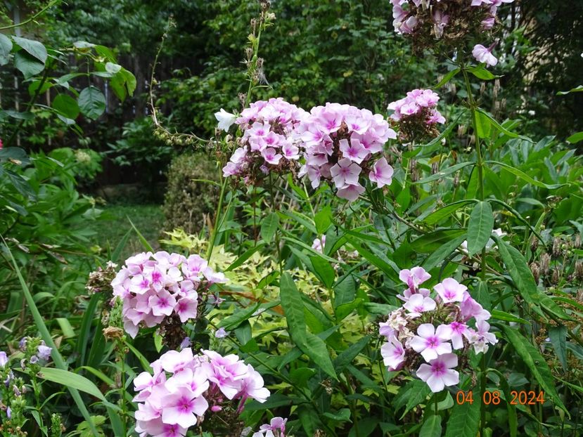  - Phlox 2024