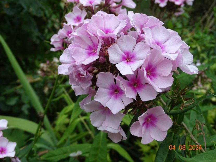  - Phlox 2024